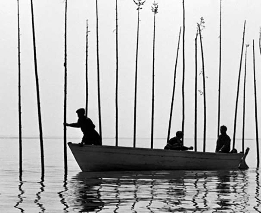 POUR LA SUITE DU MONDE